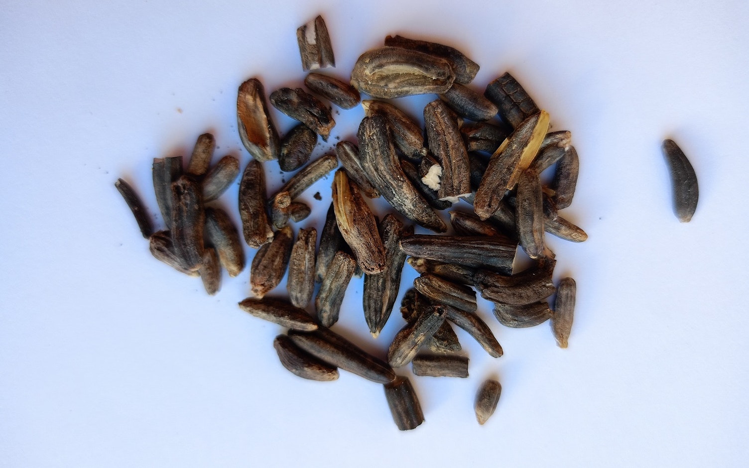 Sporysz to toksyczny grzyb, który może występować w zbożu.